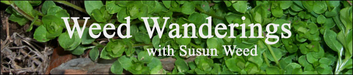 Weed Wanderings Herbal Ezine with Susun Weed: Living Your Intuitive Dreams with sHEALy